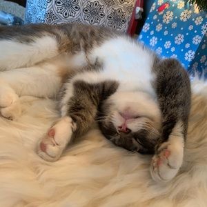 Meet your Posher, Maggie